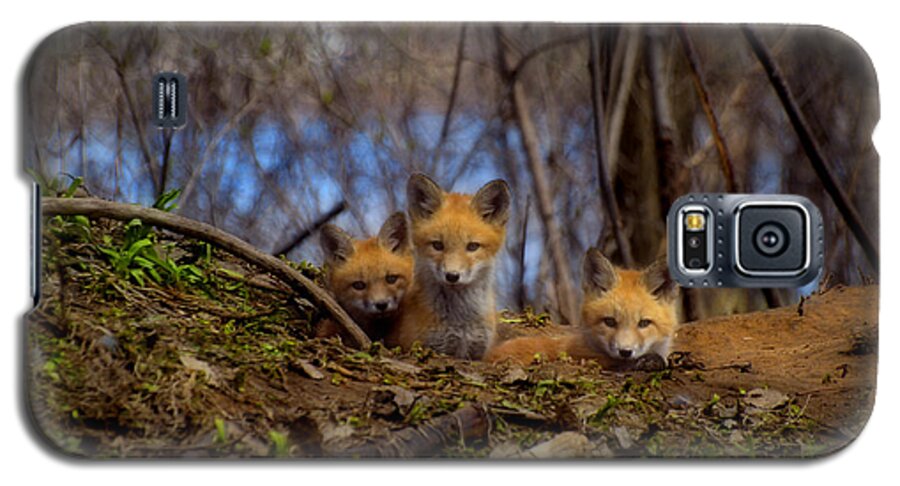 Red Foxes Galaxy S5 Case featuring the photograph Three Cute Kit Foxes At Attention by Thomas Young