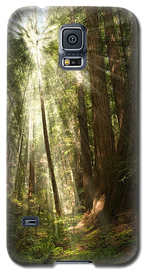 Muir Woods Galaxy S5 Case featuring the photograph Through the Trees by Mick Burkey