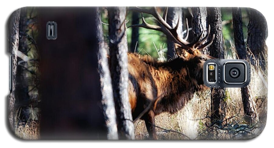 Elk Galaxy S5 Case featuring the photograph Thru The Trees by Donald J Gray