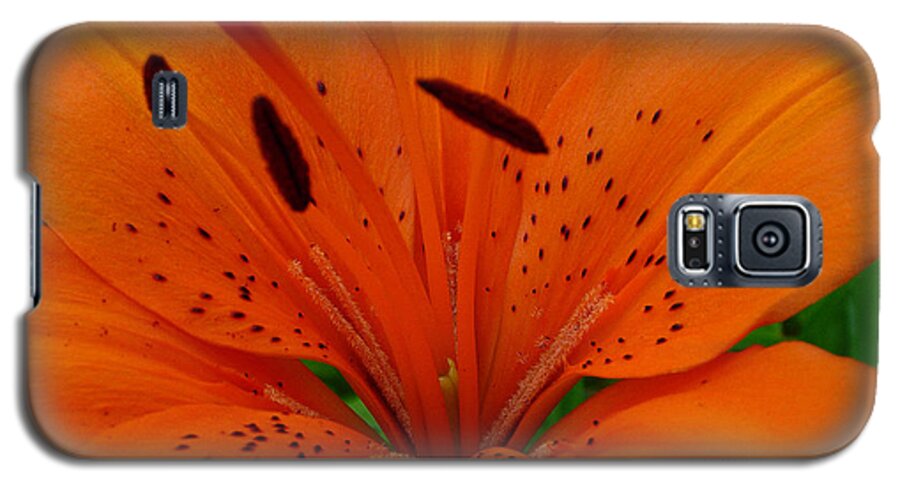 Nature/flowers Galaxy S5 Case featuring the photograph Tiger Lily by Bianca Nadeau