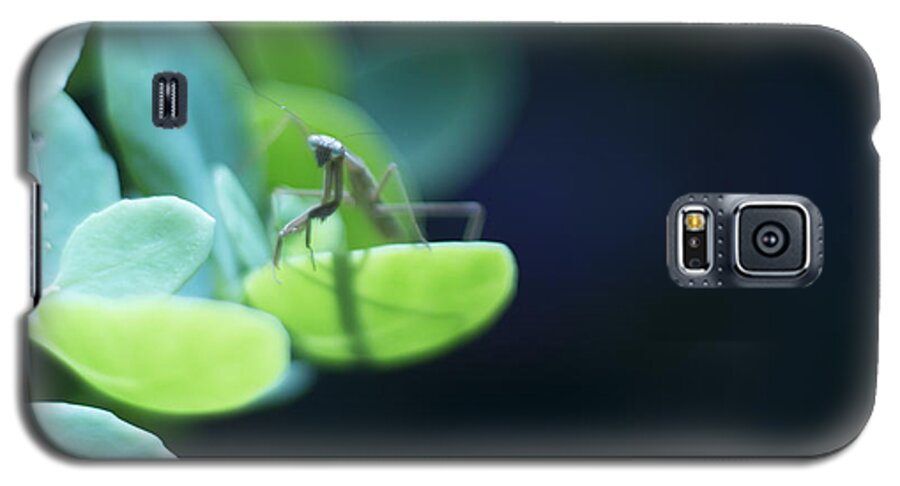 Praying Mantis Galaxy S5 Case featuring the photograph Tiny Praying Mantis on Sedum by Rebecca Sherman