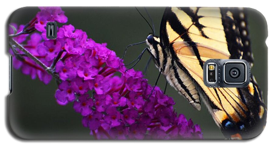 Butterfly Galaxy S5 Case featuring the photograph Too Close For Comfort by Judy Wolinsky