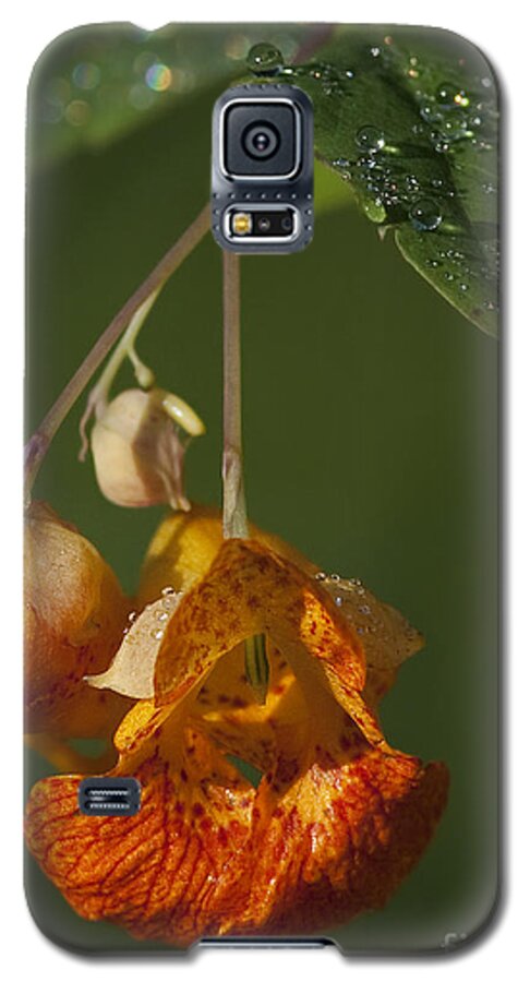 Spotted Touch Me Not Galaxy S5 Case featuring the photograph Touch me Not.. by Nina Stavlund