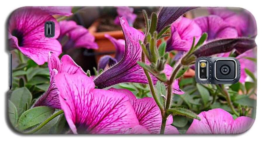 Flowers Galaxy S5 Case featuring the photograph Trailing Petunias by Clare Bevan
