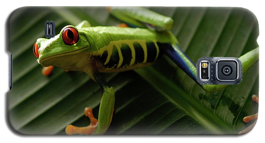 Frog Galaxy S5 Case featuring the photograph Tree Frog 16 by Bob Christopher