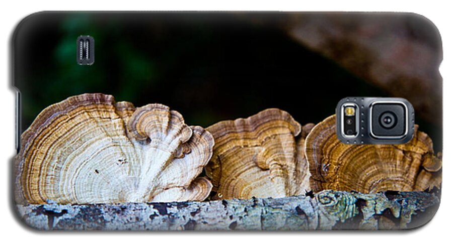 Forest Galaxy S5 Case featuring the photograph Tree Fungus by Carole Hinding