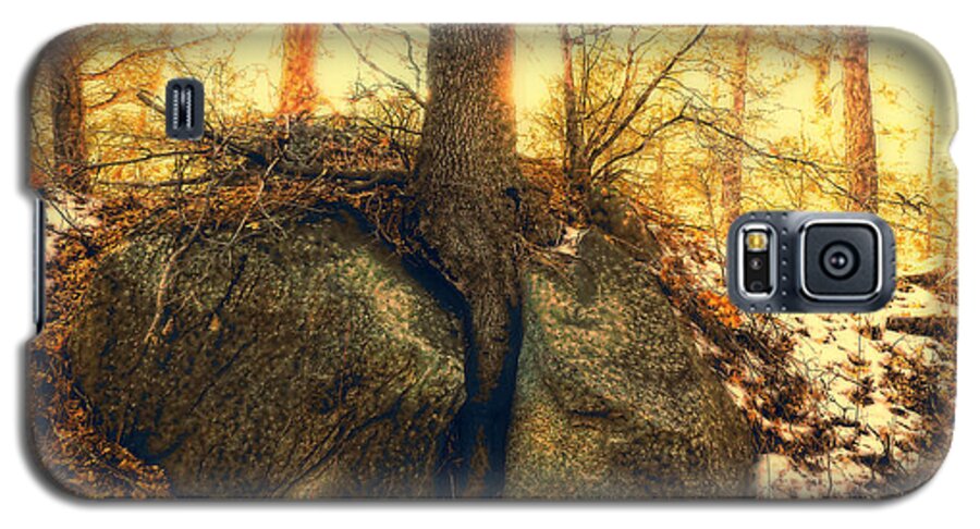 Landscape Galaxy S5 Case featuring the photograph Tree of Inspiration by Douglas MooreZart