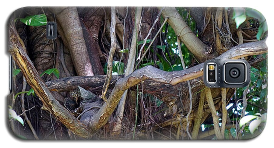 Tree Galaxy S5 Case featuring the photograph Tree by Rafael Salazar