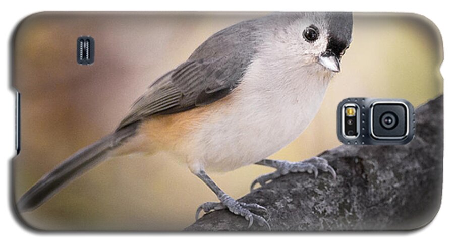 Tufted Titmouse Galaxy S5 Case featuring the photograph Tufted Titmouse by Bill Wakeley