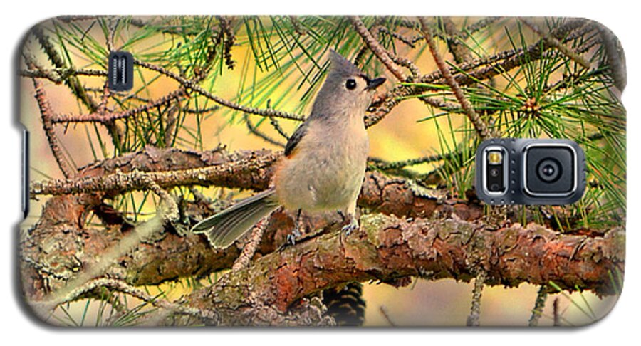 Bird Galaxy S5 Case featuring the photograph Tufted Titmouse by Deena Stoddard