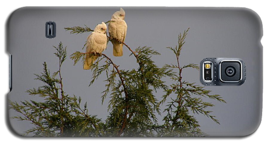 Cockatoo Galaxy S5 Case featuring the photograph Twin Cockatoos by Bev Conover