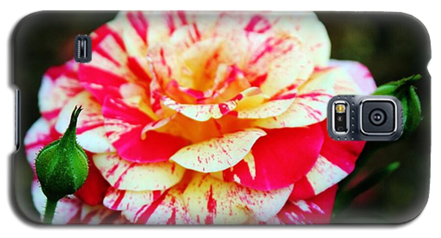 Bi Color Galaxy S5 Case featuring the photograph Two Colored Rose by Cynthia Guinn