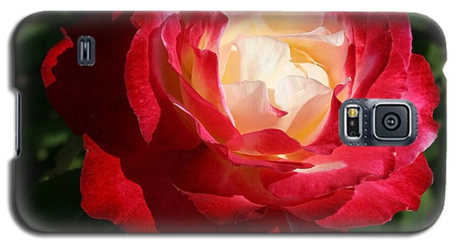 Rose Galaxy S5 Case featuring the photograph Variegated Rose by Karen Harrison Brown