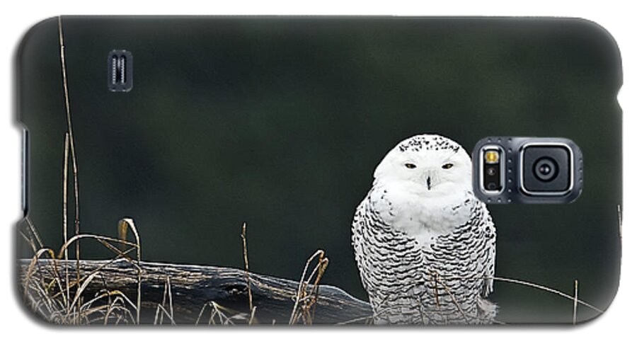 Snowy Owl Galaxy S5 Case featuring the photograph Vermont Snowy Owl by John Vose
