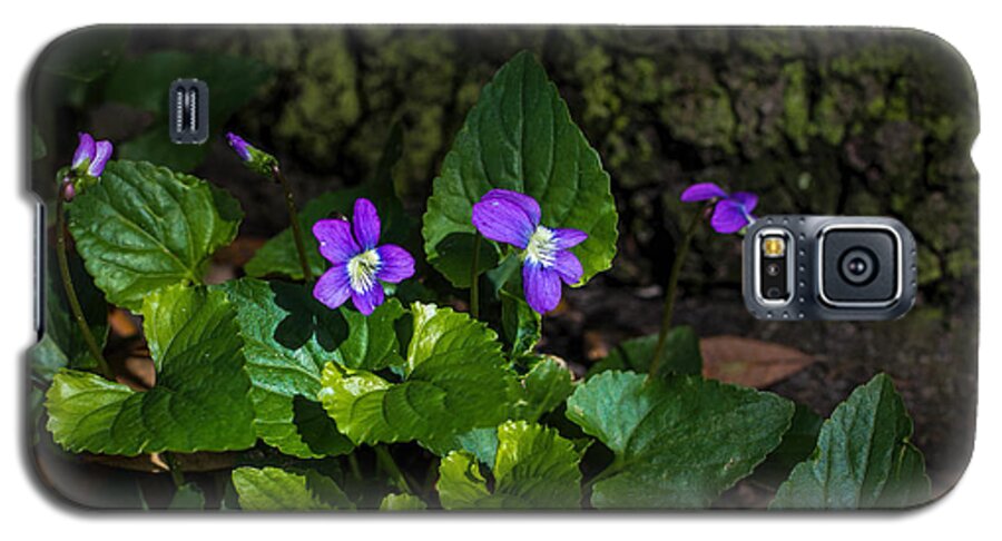 Violets Galaxy S5 Case featuring the photograph Violets by Dorothy Cunningham
