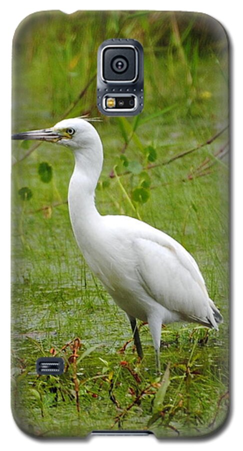 Little Blue Heron Galaxy S5 Case featuring the photograph Wading Heron by Dan Williams