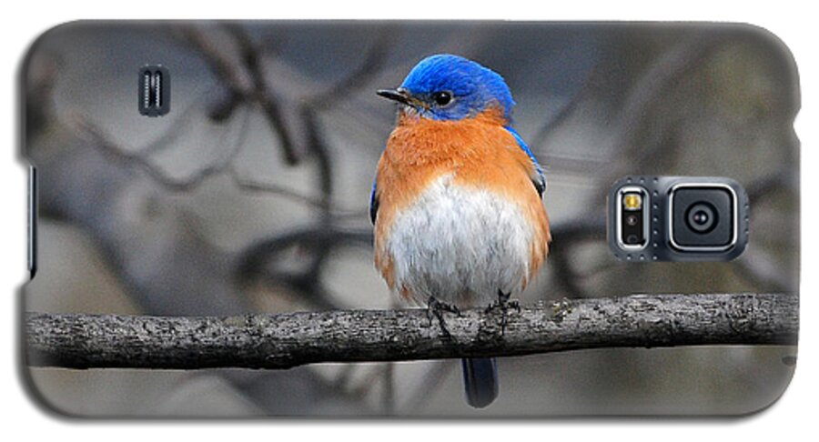 Bird Galaxy S5 Case featuring the photograph Waiting for Spring by Olivia Hardwicke