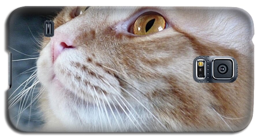 Illinois Galaxy S5 Case featuring the photograph Walter the Cat by Deborah Smolinske