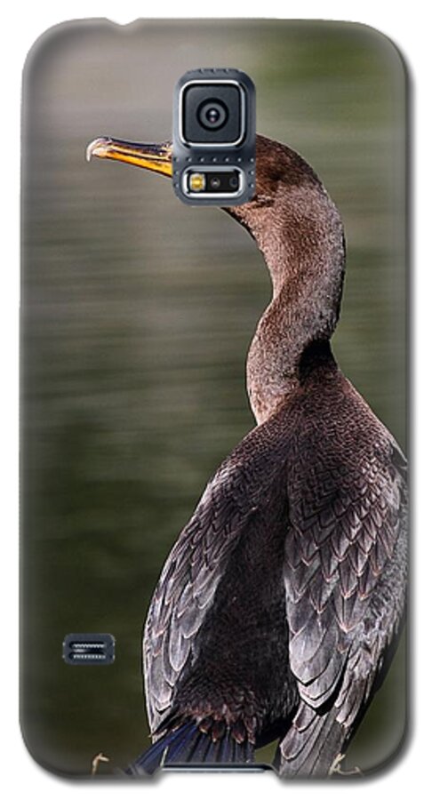 Cormorant Galaxy S5 Case featuring the photograph Wary Cormorant by Mike Farslow