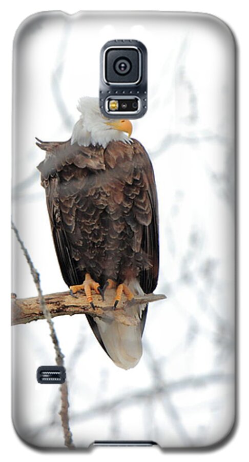 American Bald Eagle Galaxy S5 Case featuring the photograph Watching out by Coby Cooper