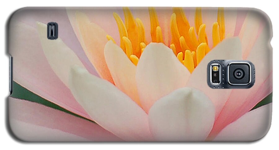Pink Galaxy S5 Case featuring the photograph Water Lily II - Close up by Suzanne Gaff