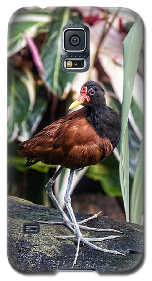 Granger Photography Galaxy S5 Case featuring the photograph Wattled Jacana by Brad Granger