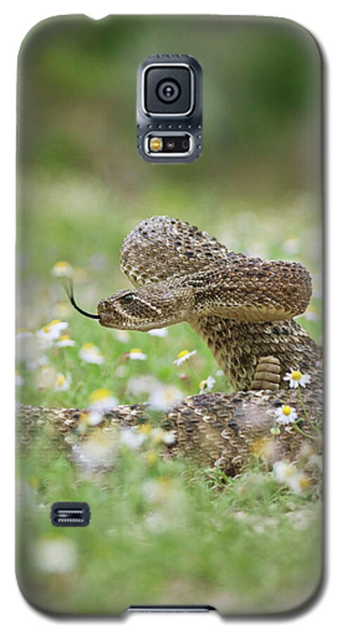 Alert Galaxy S5 Case featuring the photograph Western Diamondback Rattlesnake by Larry Ditto
