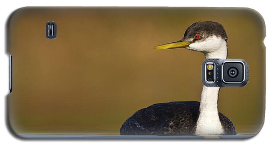 Grebe Galaxy S5 Case featuring the photograph Western Grebe on the Lake by Bryan Keil