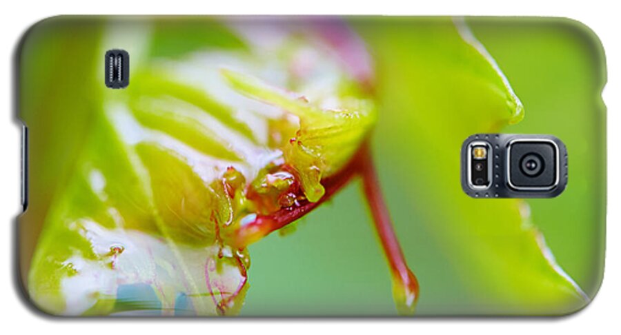 Closeup Galaxy S5 Case featuring the photograph Wet grape leaf by Nick Biemans