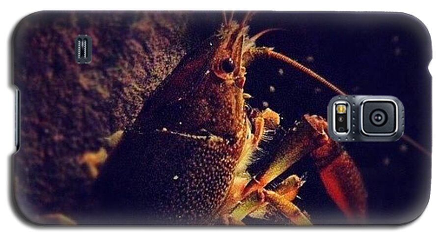 Crayfish Galaxy S5 Case featuring the photograph What Lies Beneath by Christy Beckwith