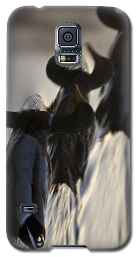 Duck Galaxy S5 Case featuring the photograph Which Way Is Up by Robert Culver