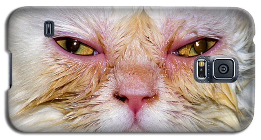 Scary Galaxy S5 Case featuring the photograph Scary White Cat by Bob Slitzan