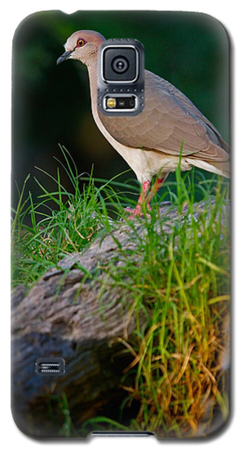 Texas Galaxy S5 Case featuring the photograph White-fronted Dove by Randy Green