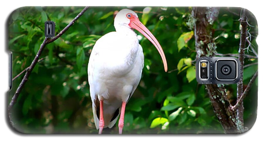 Florida Birds Galaxy S5 Case featuring the photograph White Ibis by Debra Forand