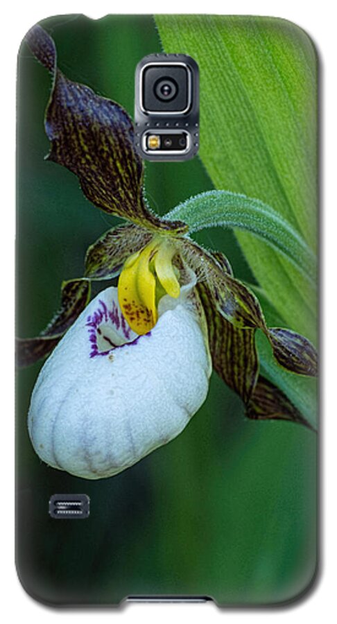 Cypripedium Galaxy S5 Case featuring the photograph White Lady's Slipper by Jim Zablotny