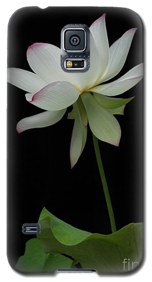 Lotus Galaxy S5 Case featuring the photograph White Lotus by Dodie Ulery