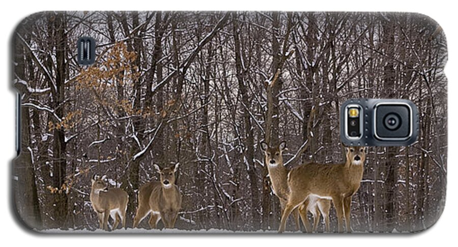 Deer Galaxy S5 Case featuring the photograph White Tailed Deer by Anthony Sacco
