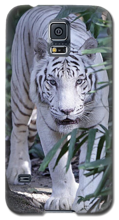 White Tiger Galaxy S5 Case featuring the photograph White Tiger by Shoal Hollingsworth