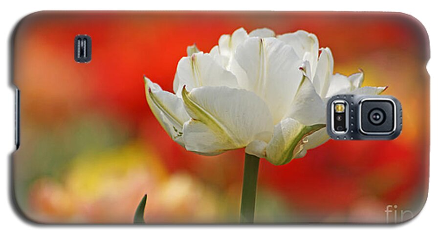 Tulip Galaxy S5 Case featuring the photograph White Tulip Weisse gefuellte Tulpe by Eva-Maria Di Bella