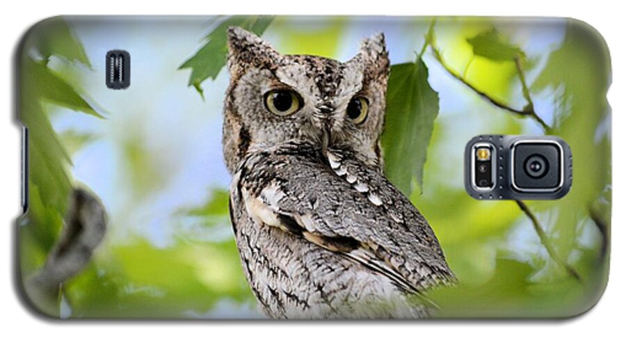 Owl Galaxy S5 Case featuring the photograph WHO was that by Bonfire Photography