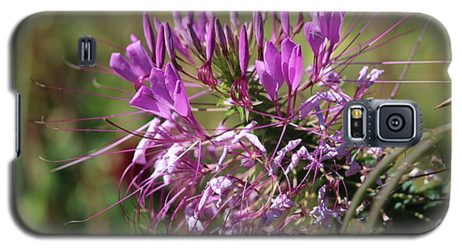 Purple Galaxy S5 Case featuring the photograph Wild Flower by Cynthia Snyder