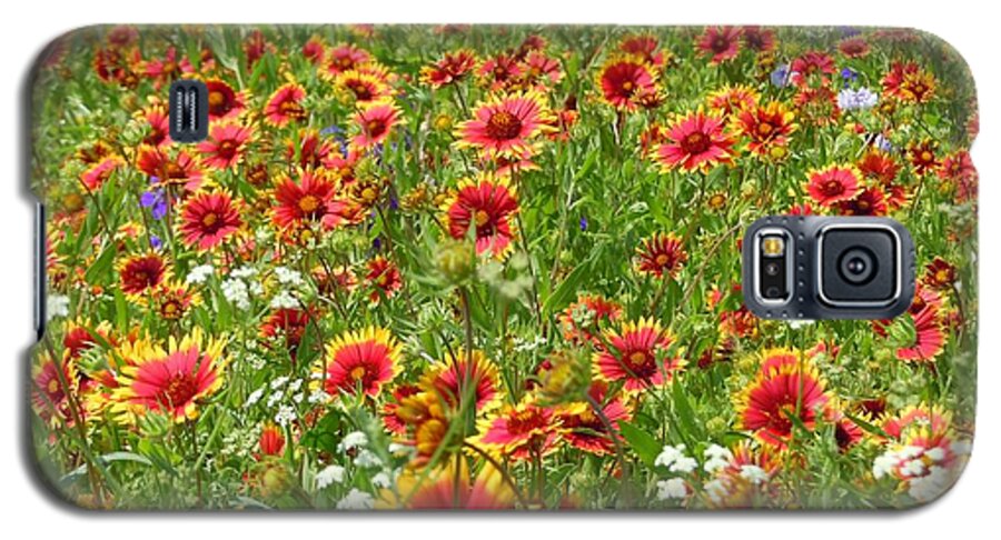 Wild Flower Galaxy S5 Case featuring the photograph Wild Red Daisies #3 by Robert ONeil