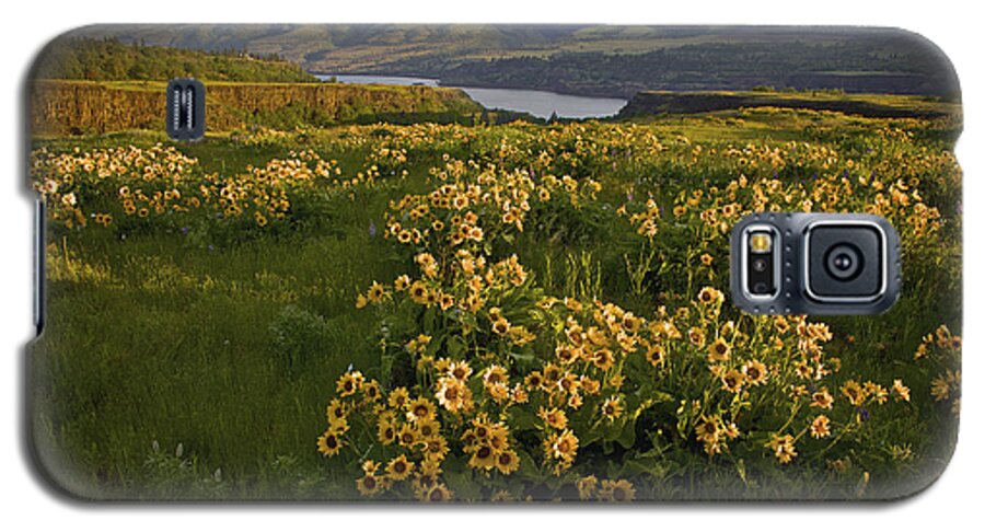 Columbia River Galaxy S5 Case featuring the photograph Wildflowers at Dawn on the Columbia Gorge by Randy Green