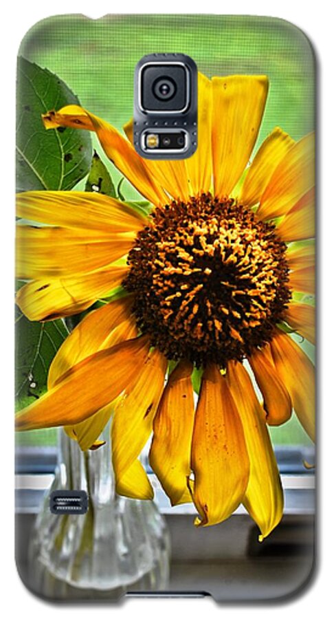 Wilting Sunflower In Window Galaxy S5 Case featuring the photograph Wilting Sunflower in Window by Greg Jackson