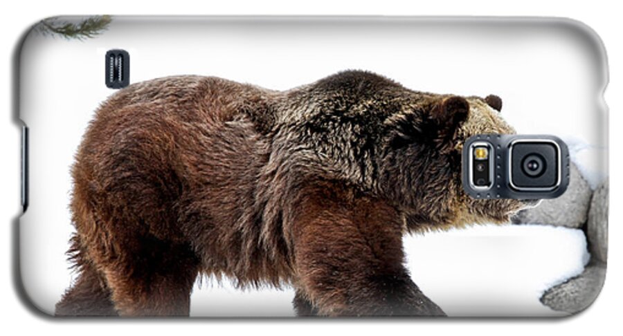 Grizzly Galaxy S5 Case featuring the photograph Winter Bear Walk by Athena Mckinzie