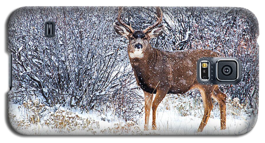  River Galaxy S5 Case featuring the photograph Winter Buck by Darren White