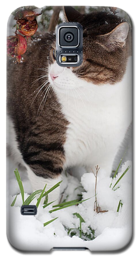 Cat Galaxy S5 Case featuring the photograph Winter cat by Laura Melis