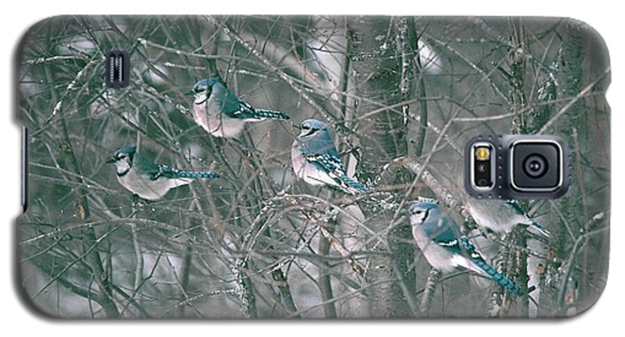 Blue Jay Galaxy S5 Case featuring the photograph Winter Conference by David Porteus