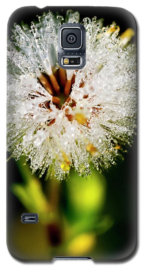 White Galaxy S5 Case featuring the photograph Winter Dandelion by Pedro Cardona Llambias
