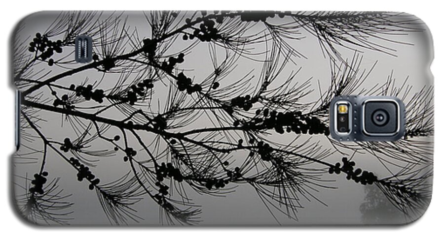 Pine Galaxy S5 Case featuring the photograph Winter pine branch by Bev Conover